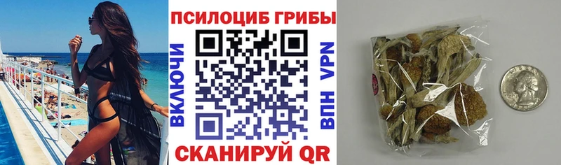 где можно купить   Богородицк  Галлюциногенные грибы Psilocybine cubensis 